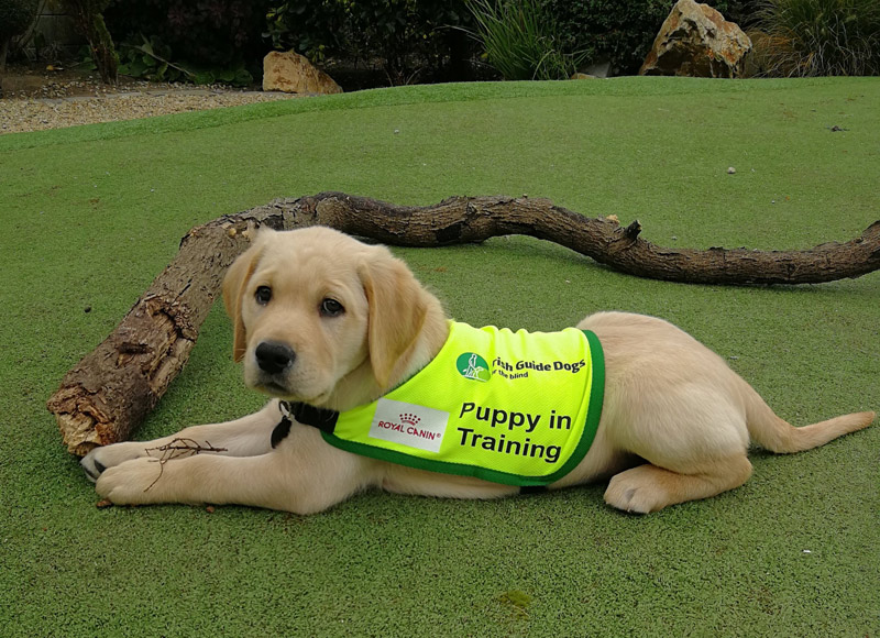 Champ - Guide Dog