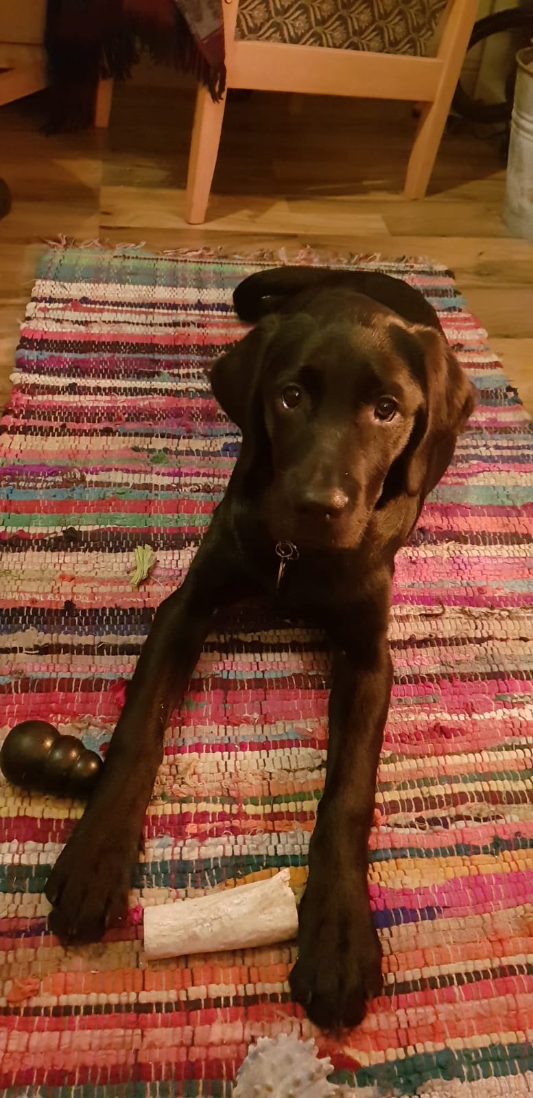 Izzy - Guide Dog for the Blind, Connemara 