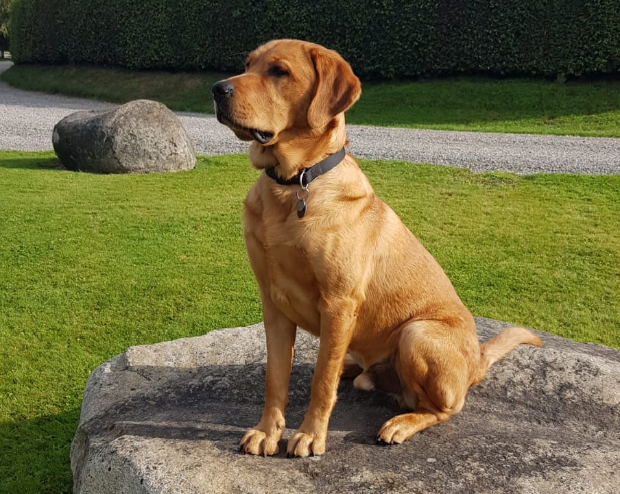 Hank - Guide Dog for the Blind October 2019 - standing on a boulder