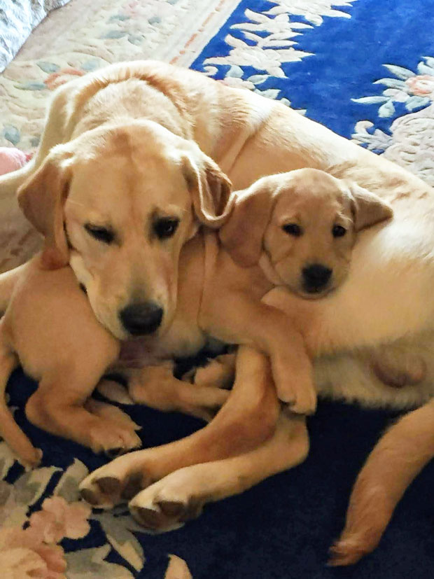 Champ - Guide Dog - April 2019