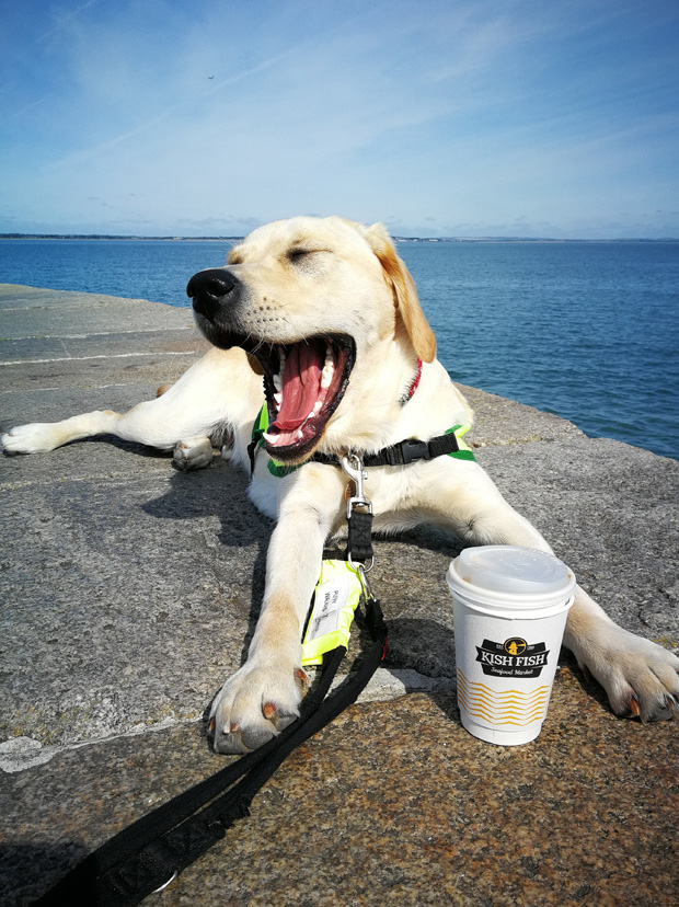 Champ in Aug. Coffee on the Howth pier