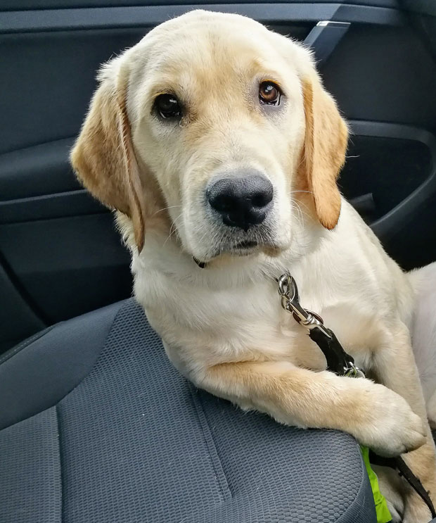 Champ, our sponsored Guide Dog