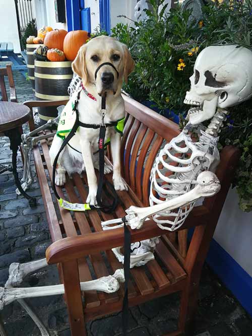 Champ - dressed up for Halloween Champ - dressed up for Halloween
