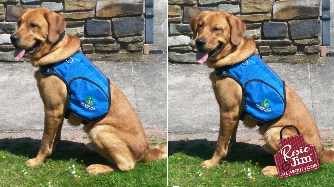 Hank - Irish Guide Dogs - graduates