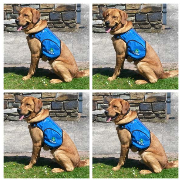 Hank 