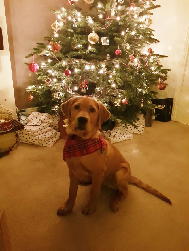 Hank - Guide Dog for the Blind, at Christmas time