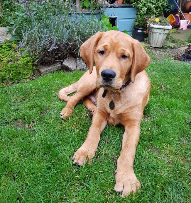 Guide Dogs Puppy - Hank