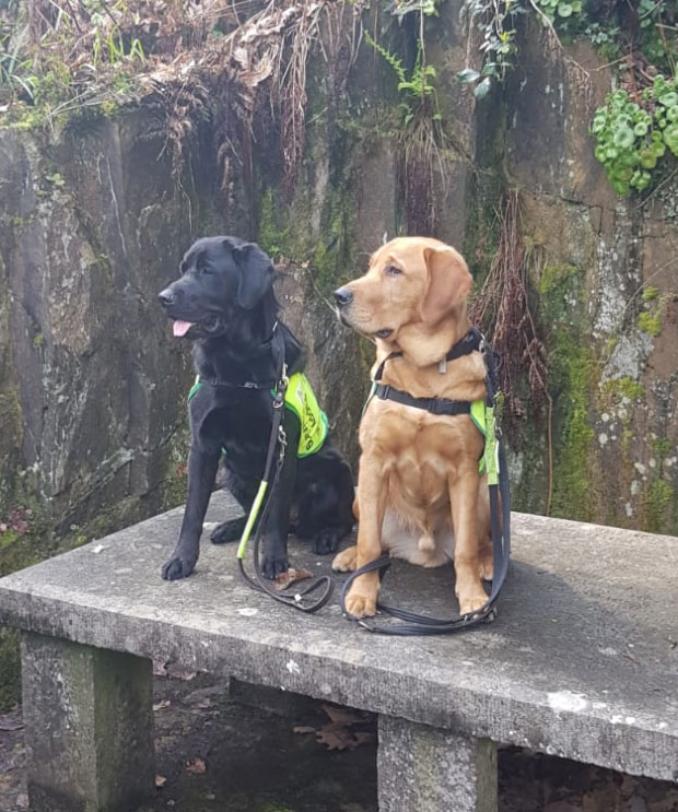 Hank - Guide Dog for the Blind