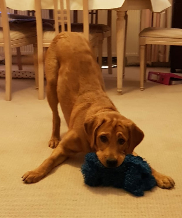 Hank - Guide Dog for the Blind April 2019