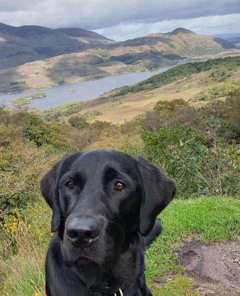 Izzy - Guide Dog for the Blind - Kerry Mountain October 2019