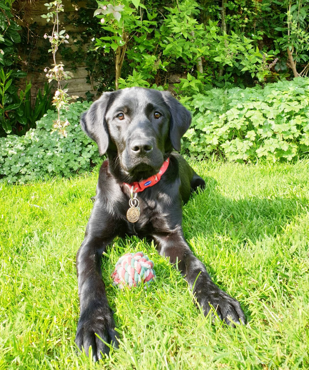 Izzy - Guide Dog - April 2019