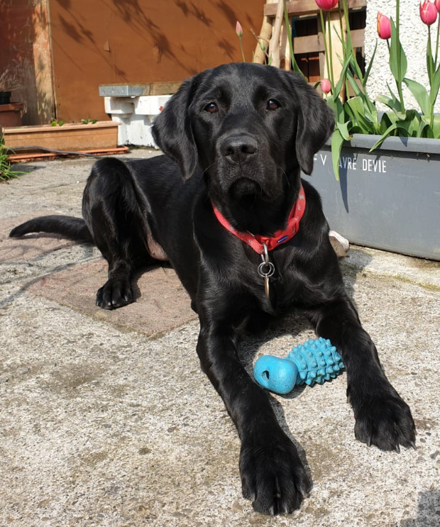 Izzy - Guide Dog - April 2019