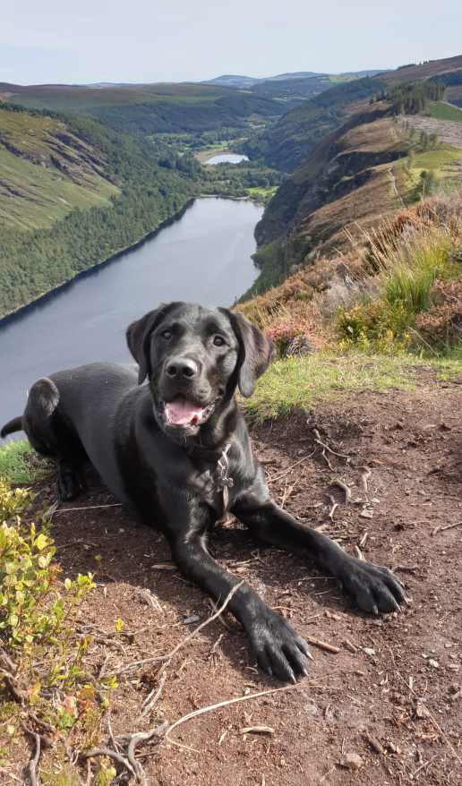 Izzy - Guide Dog for the Blind - Glendalough September 2019