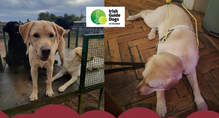 Andrew - Irish Guide Dogs for Blind