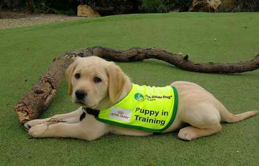 Champ - Guide Dog