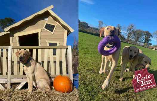 Irish Guide Dog Puppies in training, enjoying play time at a doggy park. Dog is sitting with Halloween pumpkin beside her. 