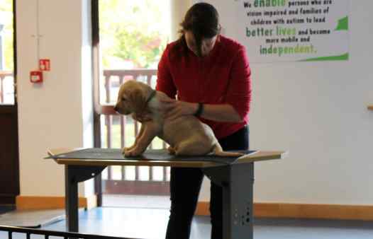 Guide Dogs Puppies at 8 Weeks