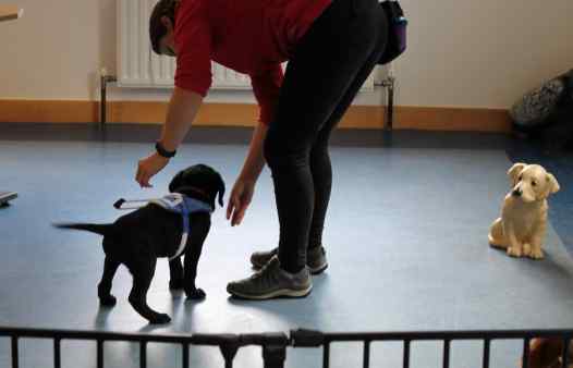 Guide Dogs Puppies at 8 Weeks