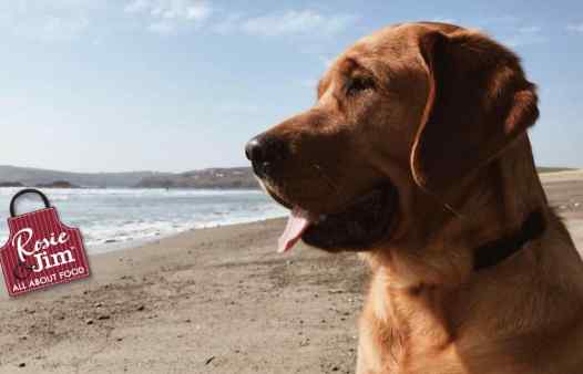 Hank at Cork beach in Easter 2020