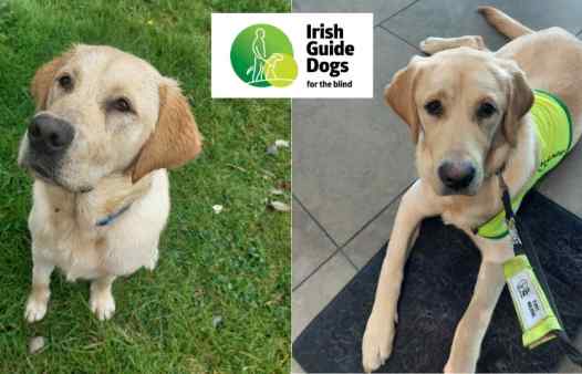 Pepe: A Rising Star Among Guide Dogs in Training!
